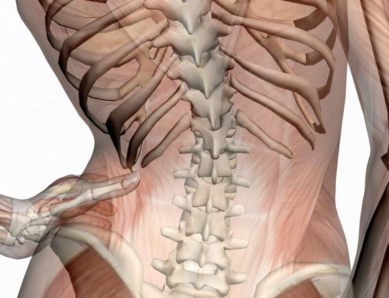 The structure of the lumbar region